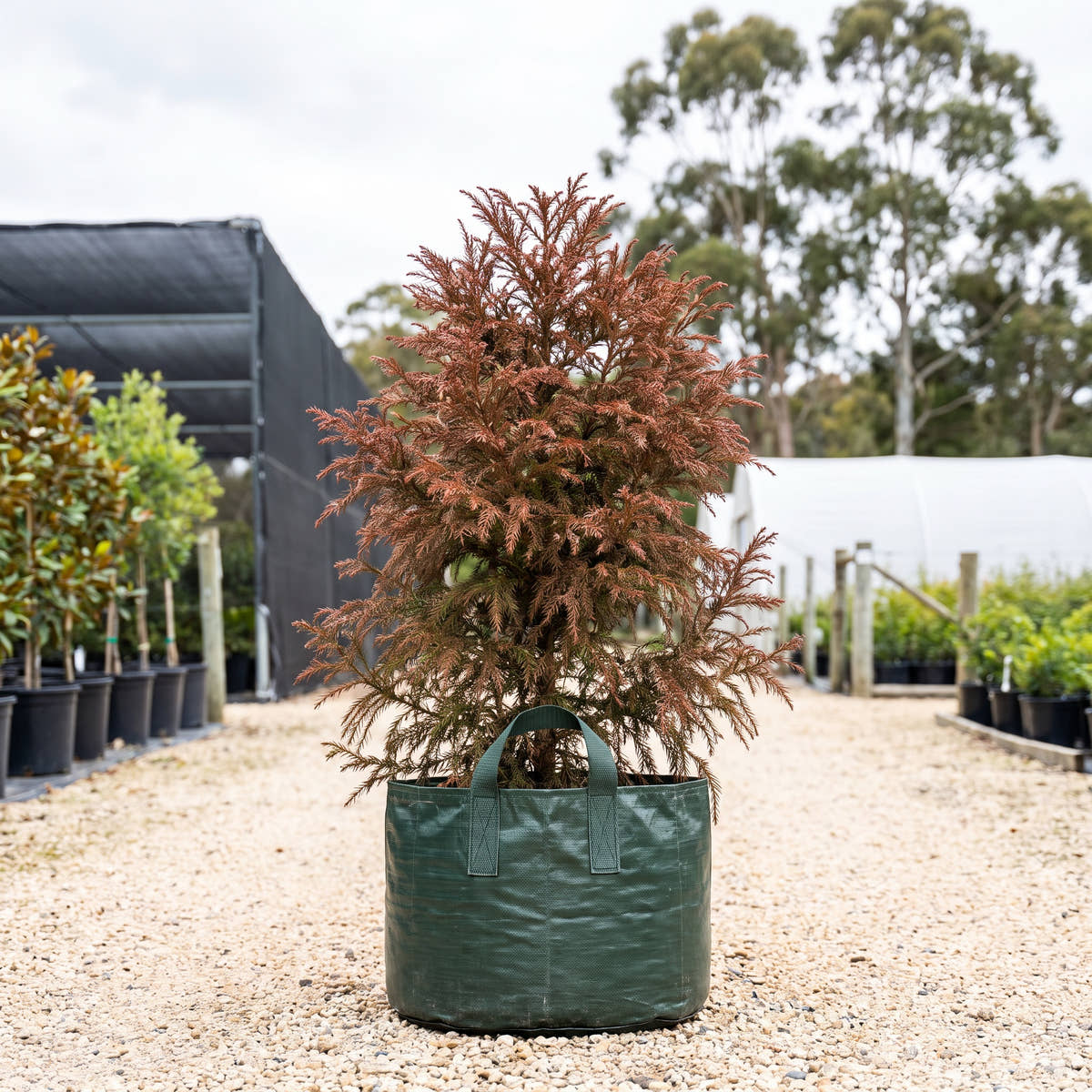 Elegans Japanese Cedar - Cryptomeria japonica ‘Elegans’