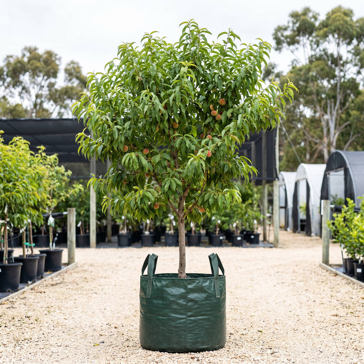 Tropic Beauty Peach - Prunus persica ‘Tropic Beauty’