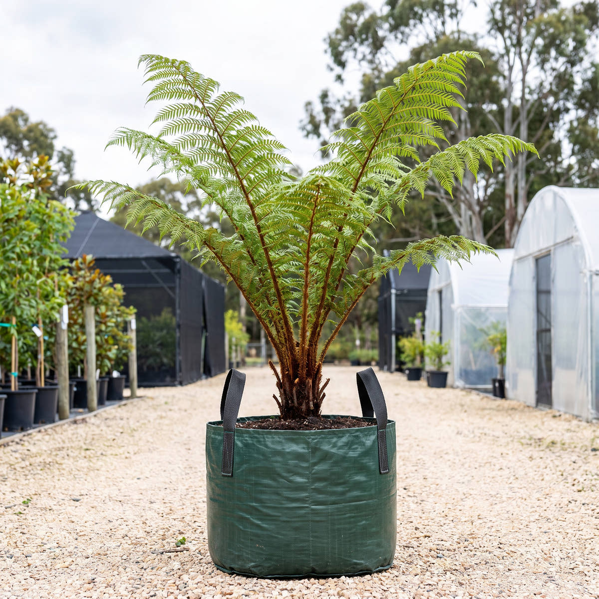 Woolly Tree Fern - Cyathea tomentosissima