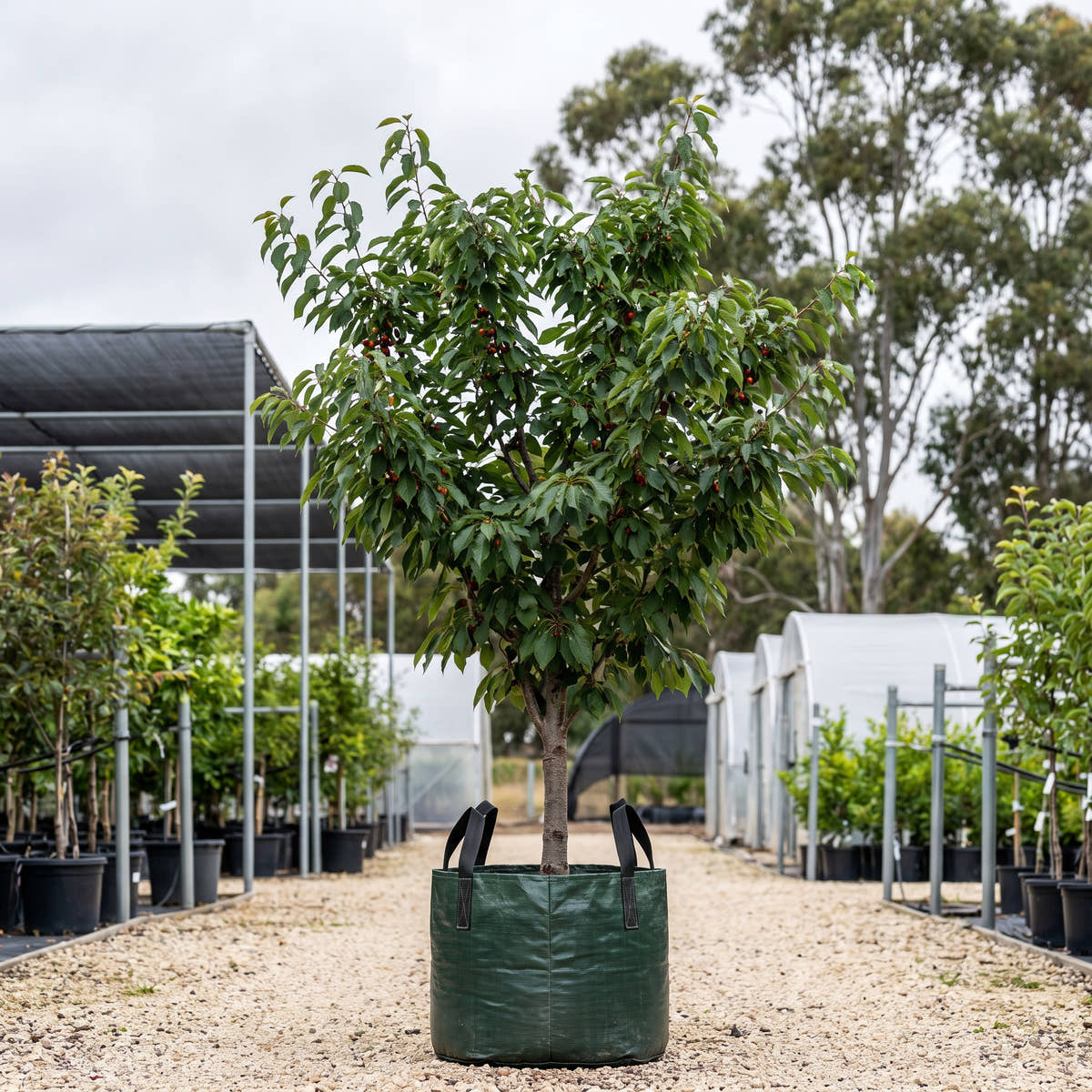 Royal Lee Cherry - Prunus avium ‘Royal Lee’