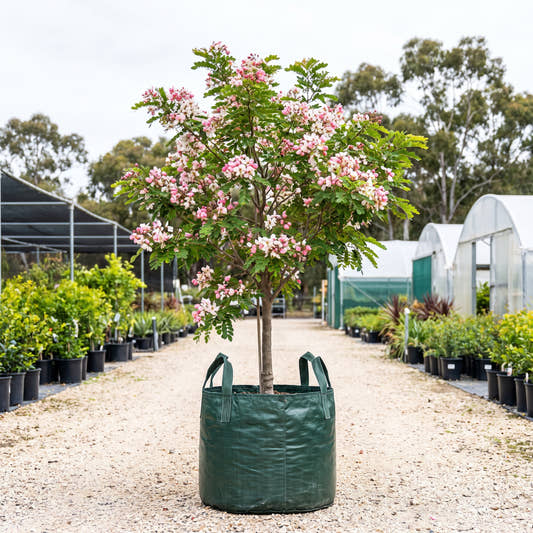 Apple Blossom Cassia - Cassia javanica
