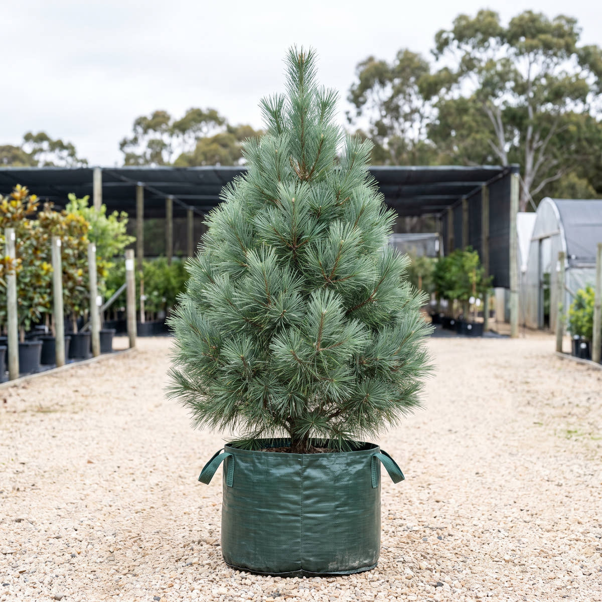 Merrimack White Pine - Pinus strobus ‘Merrimack’