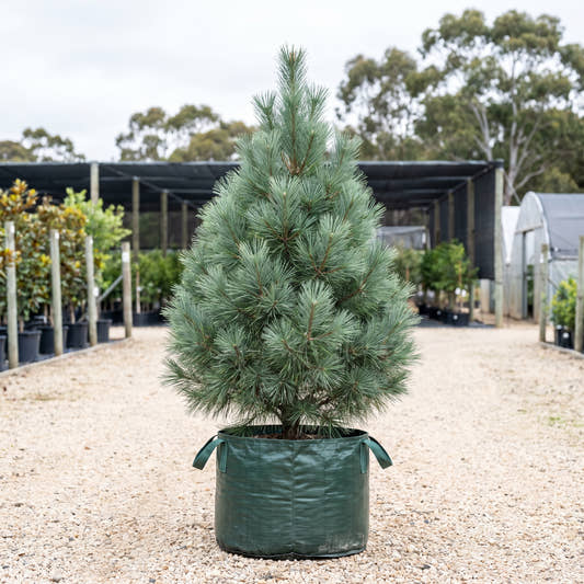 Merrimack White Pine - Pinus strobus ‘Merrimack’