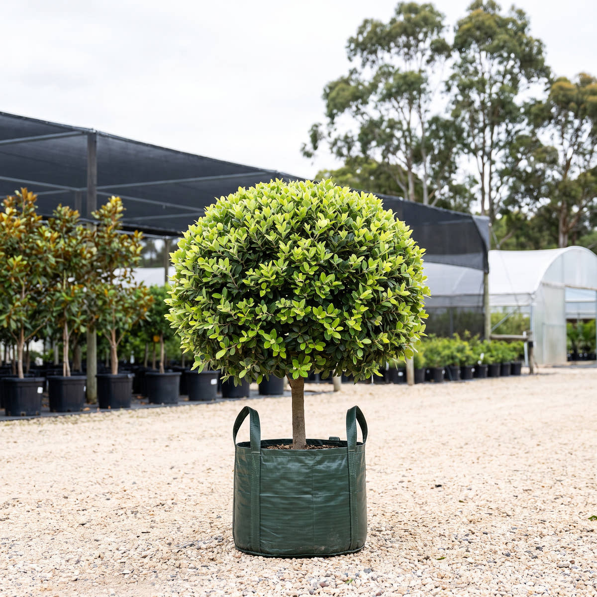 Thomasii Pohutukawa (Ball) - Metrosideros ‘Thomasii’