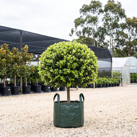 Thomasii Pohutukawa (Ball) - Metrosideros ‘Thomasii’