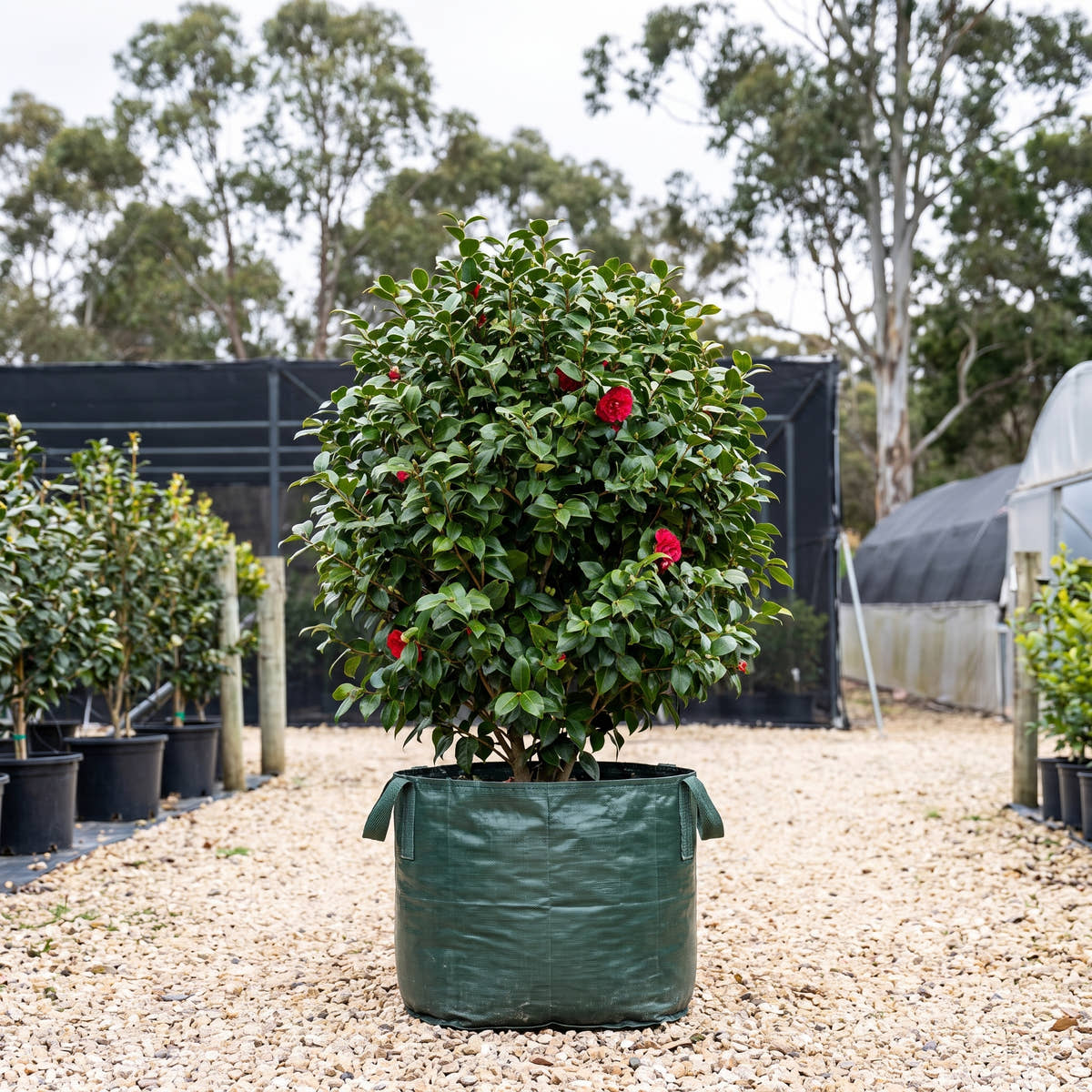 Great Eastern Camellia - Camellia japonica ‘Great Eastern’