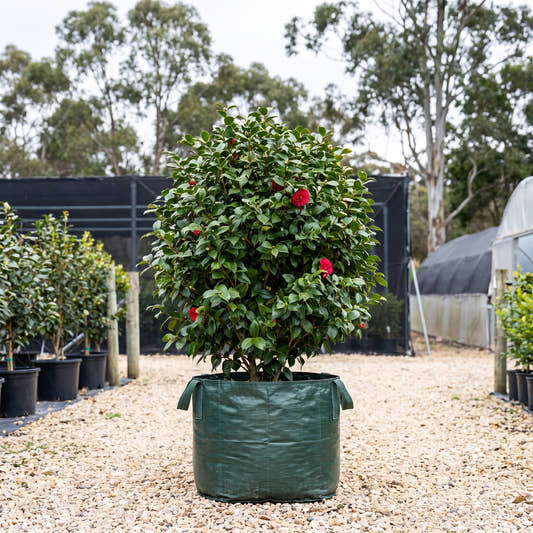 Great Eastern Camellia - Camellia japonica ‘Great Eastern’