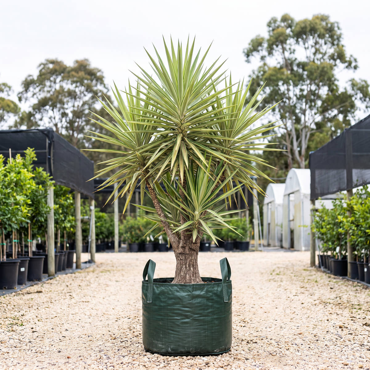 Silver Star Yucca - Yucca elephantipes ‘Silver Star’