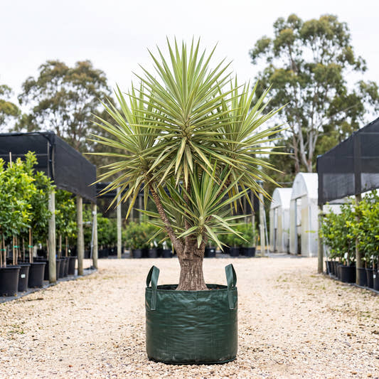Silver Star Yucca - Yucca elephantipes ‘Silver Star’