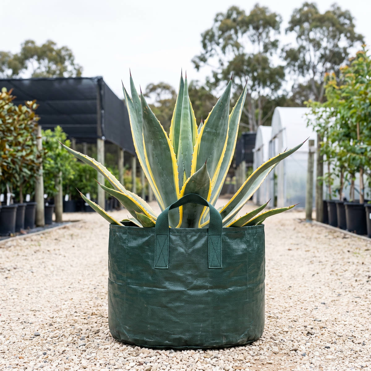 Blue Century Plant - Agave americana