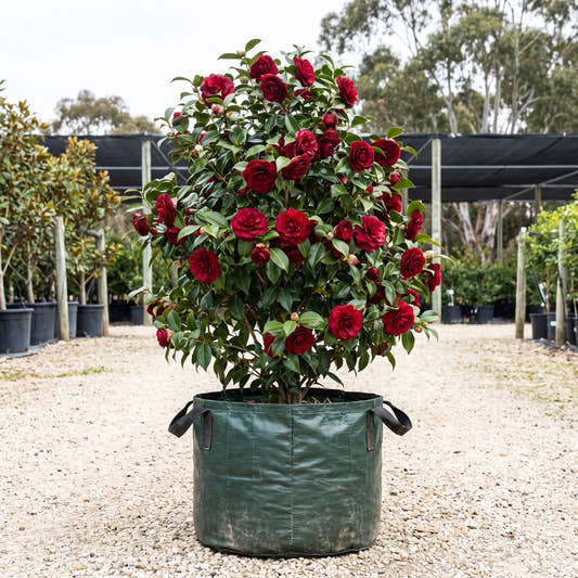 Royal Velvet Camellia - Camellia japonica ‘Royal Velvet’