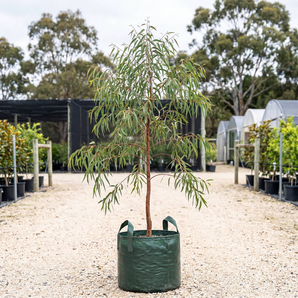 Little Spotty Brittle Gum - Eucalyptus mannifera ‘Little Spotty’