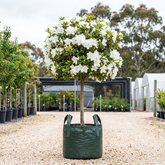 Alba Magna Azalea (Standard) - Rhododendron ‘Alba Magna’