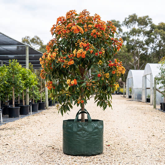 Torwood Flowering Gum - Eucalyptus ‘Torwood’