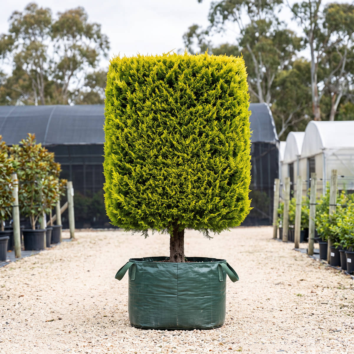 Bhutan Cypress (Topiary Square) - Cupressus torulosa