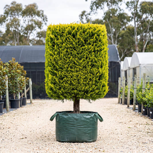 Bhutan Cypress (Topiary Square) - Cupressus torulosa
