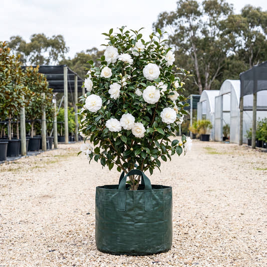 Silver Waves Camellia - Camellia japonica ‘Silver Waves’
