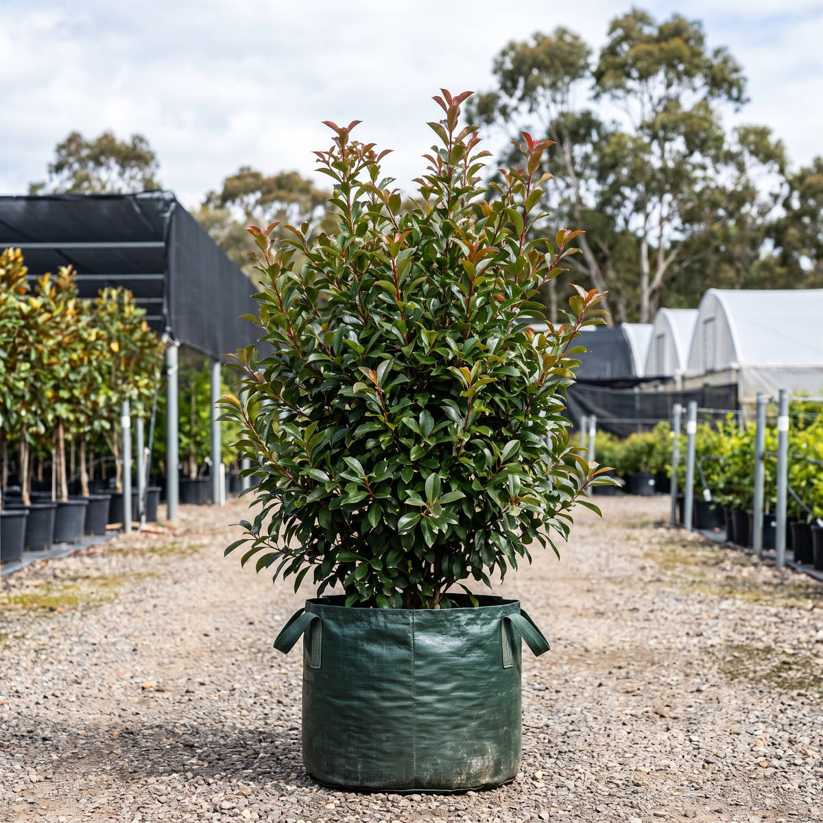 Robusta Photinia - Photinia x fraseri ‘Robusta’