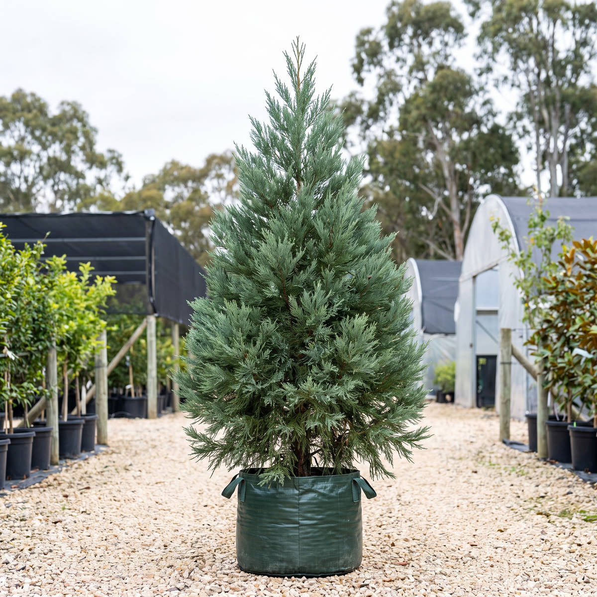 Giant Sequoia - Sequoiadendron giganteum
