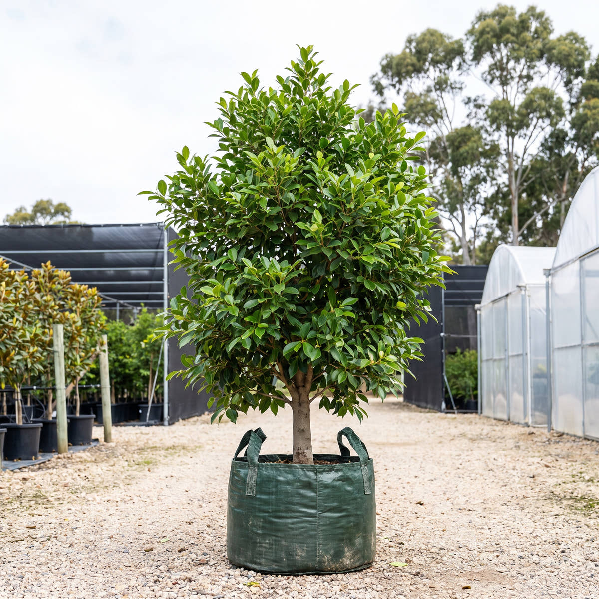 Indian Laurel Fig - Ficus microcarpa ‘Nitida’
