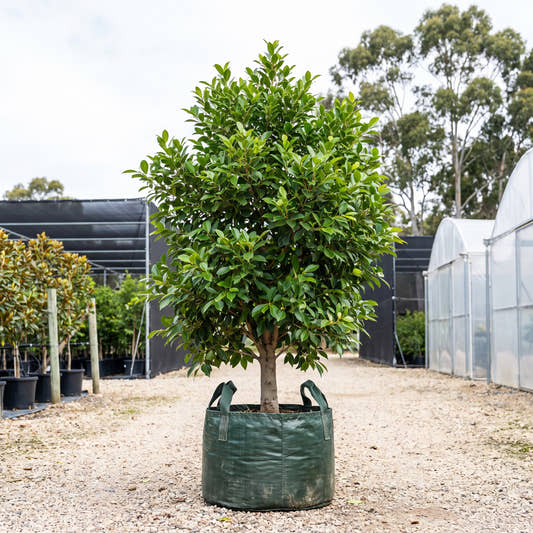 Indian Laurel Fig - Ficus microcarpa ‘Nitida’