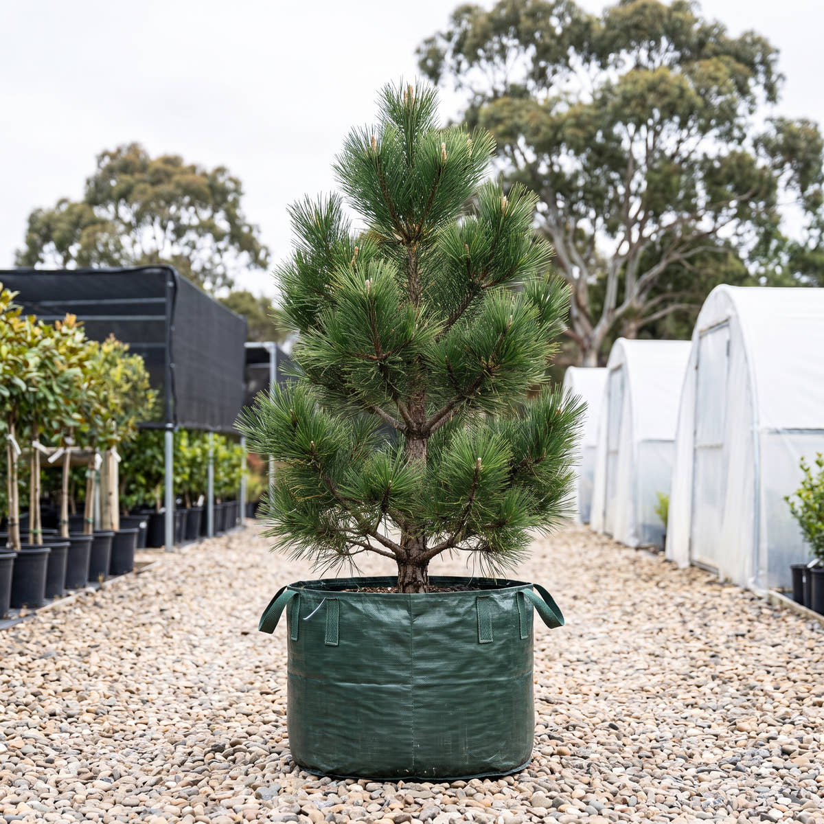 Japanese Black Pine - Pinus thunbergii
