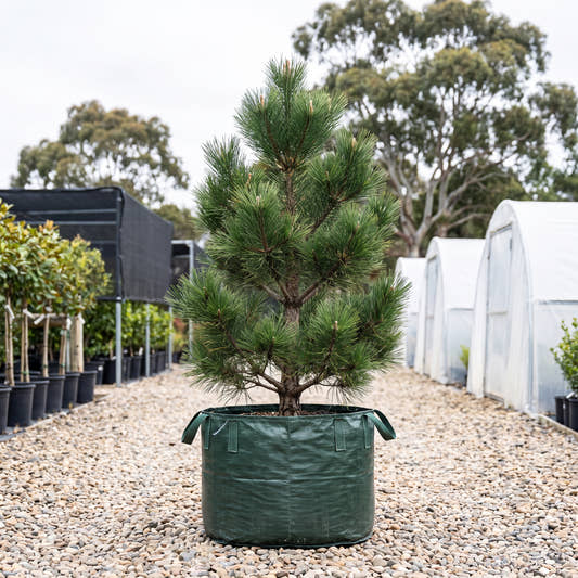 Japanese Black Pine - Pinus thunbergii