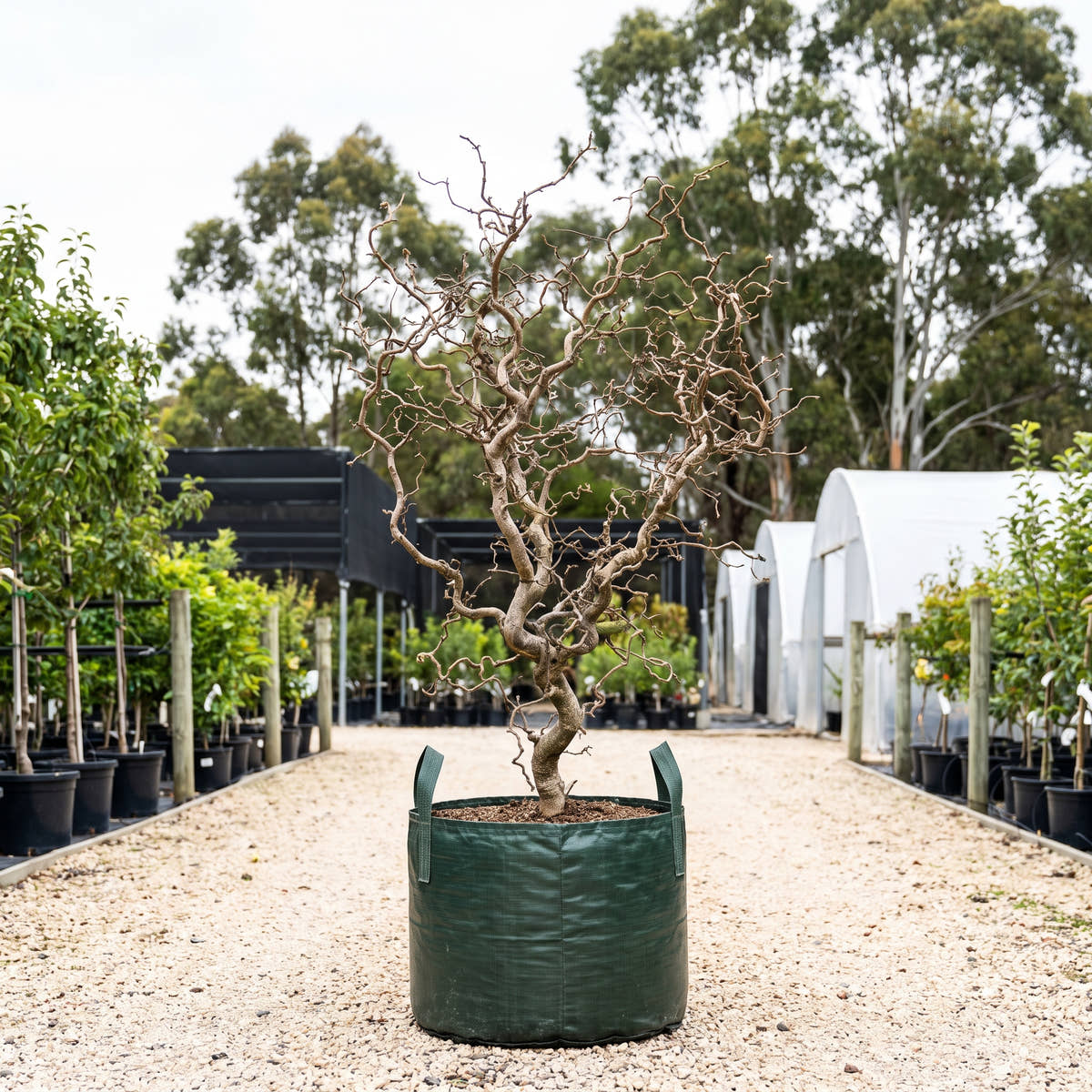 Corkscrew Hazel - Corylus avellana ‘Contorta’