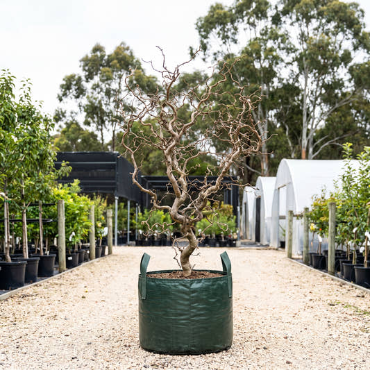 Corkscrew Hazel - Corylus avellana ‘Contorta’
