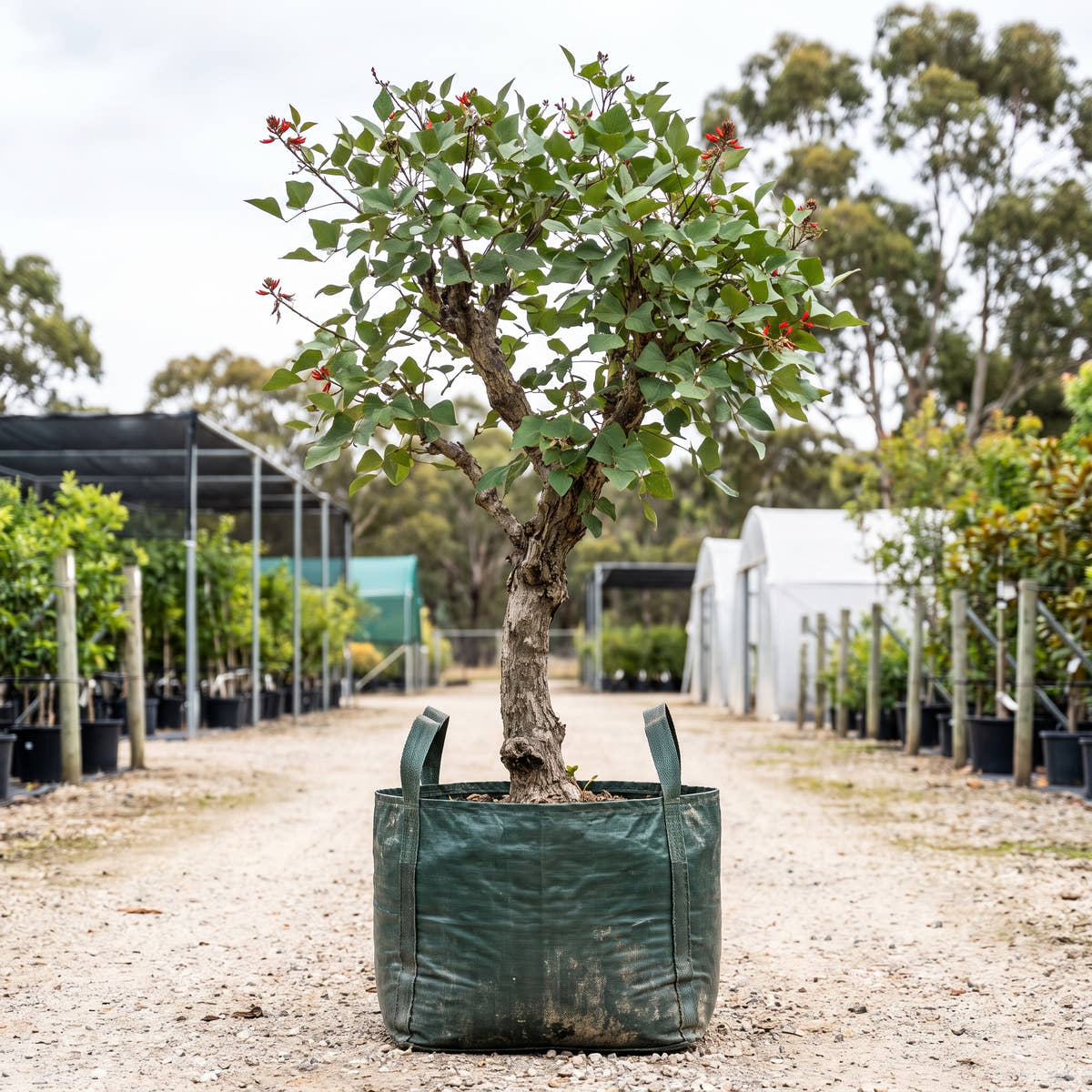 Bat’s Wing Coral Tree - Erythrina vespertilio