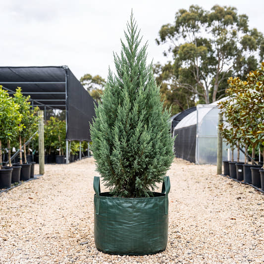 Pyramidalis Juniper - Juniperus chinensis ‘Pyramidalis’