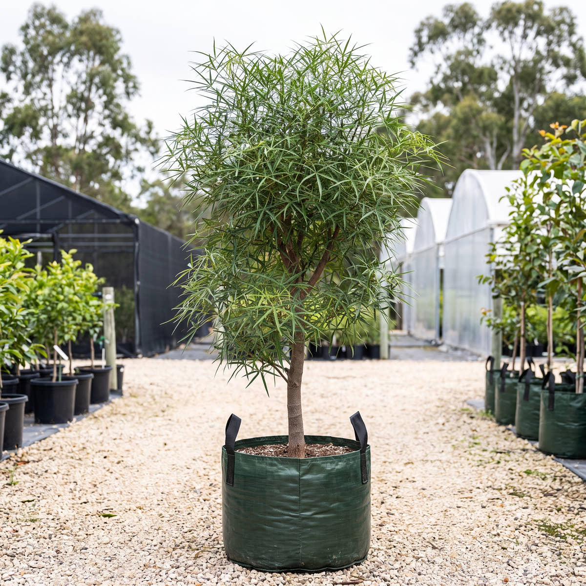 Compactus Kurrajong - Brachychiton ‘Compactus’