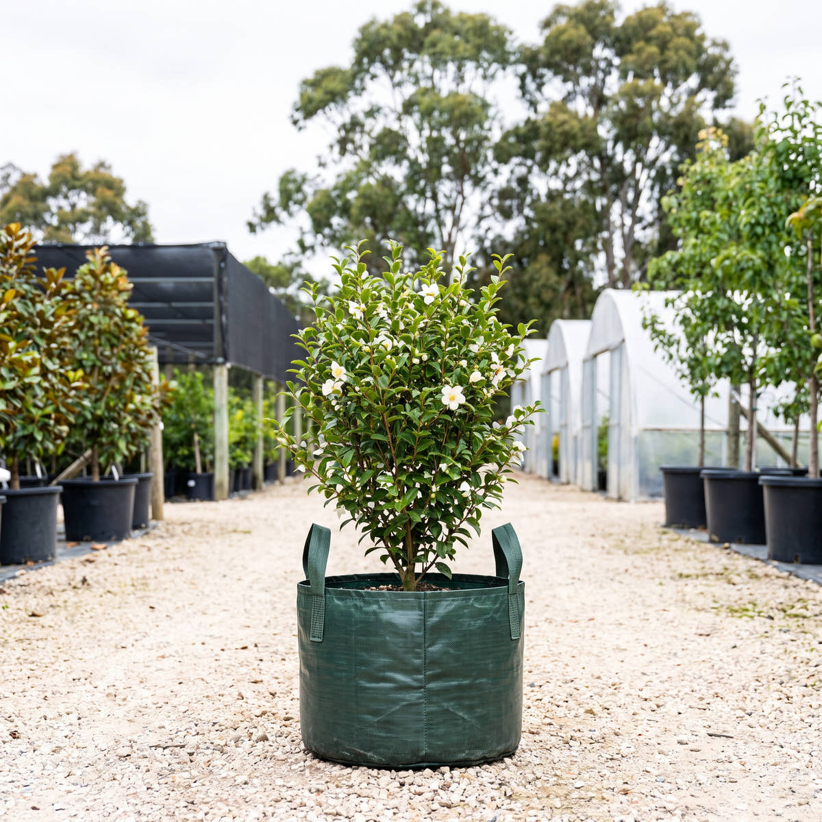 Camellia tsaii