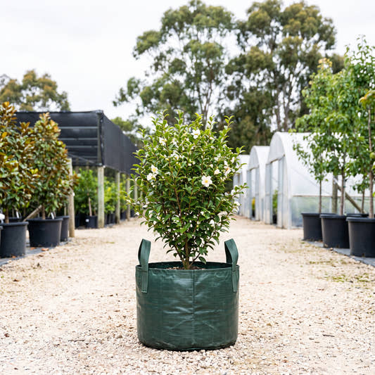 Camellia tsaii