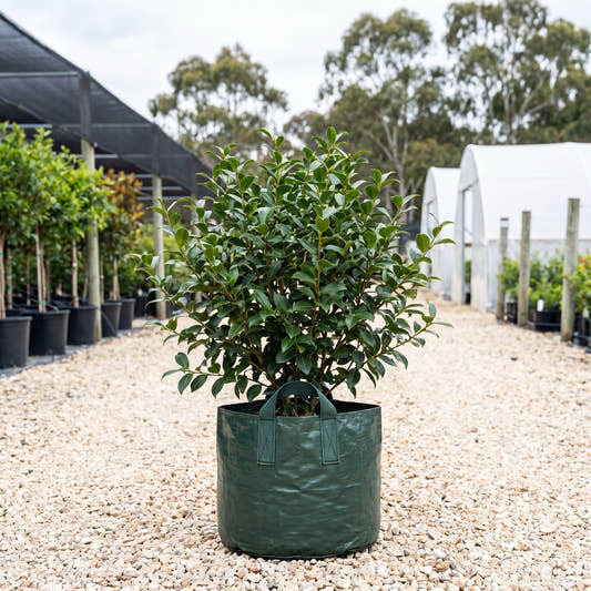 Exquisite Camellia - Camellia sasanqua ‘Exquisite’