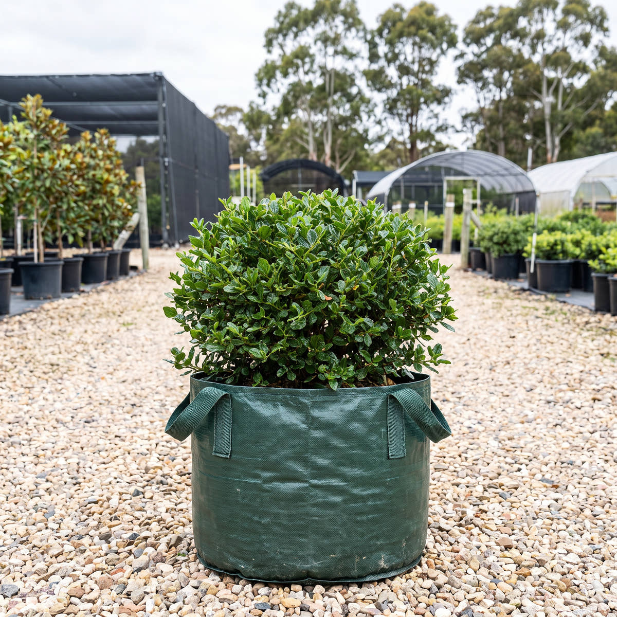 Yankee Point Californian Lilac - Ceanothus ‘Yankee Point’