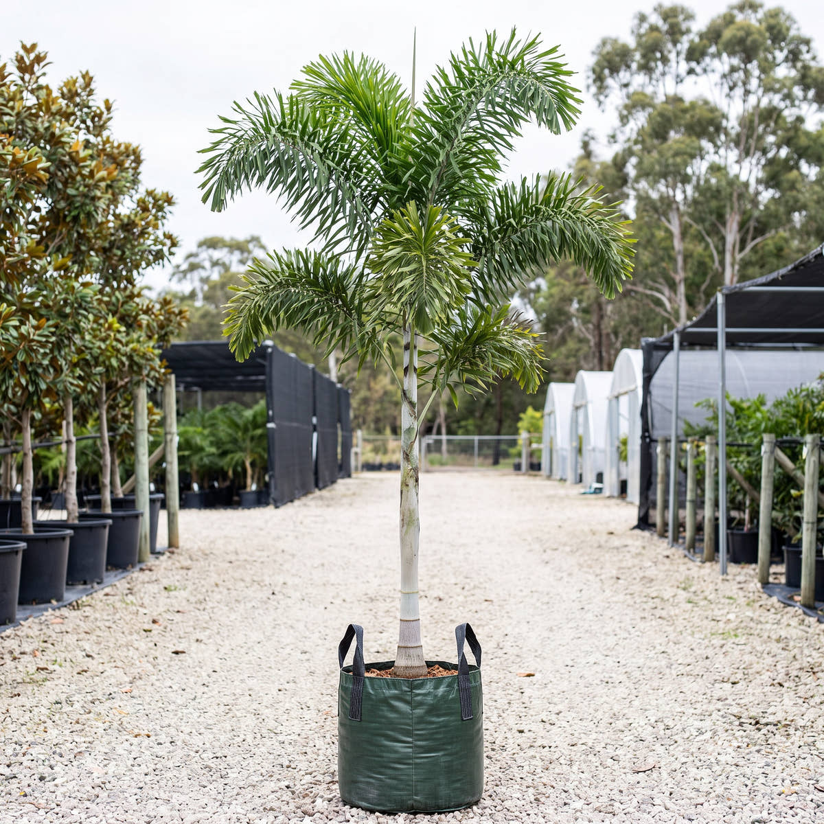Foxtail Palm (Multi-Stem) - Wodyetia bifurcata