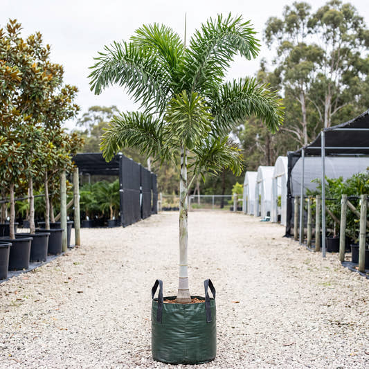 Foxtail Palm (Multi-Stem) - Wodyetia bifurcata