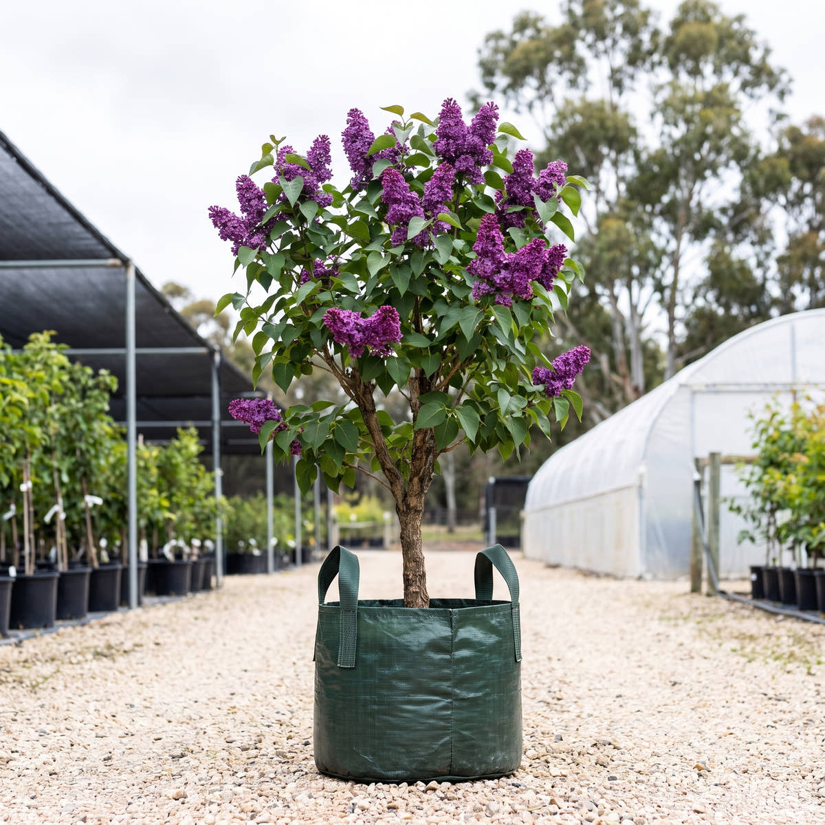 Congo Lilac - Syringa vulgaris ‘Congo’