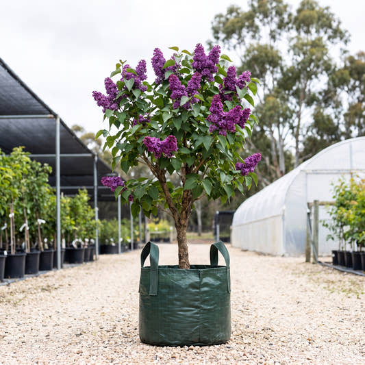 Congo Lilac - Syringa vulgaris ‘Congo’