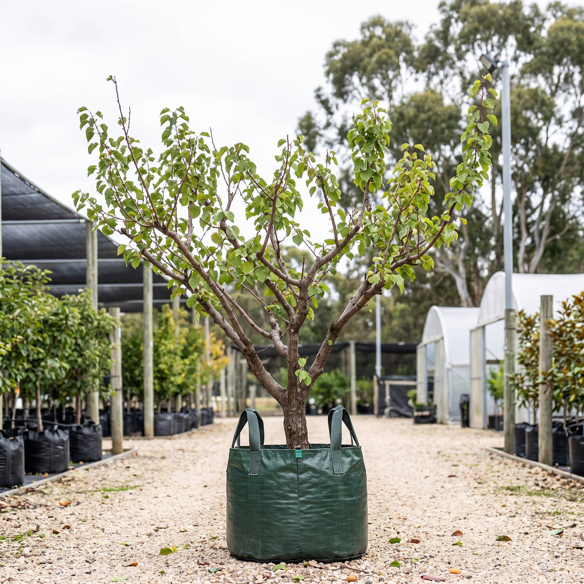 Moorpark Apricot - Prunus armeniaca ‘Moorpark’