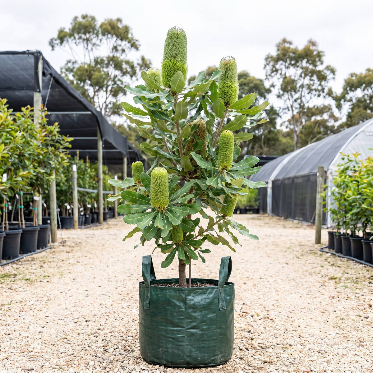 Green Giant Swamp Banksia - Banksia robur ‘Green Giant’