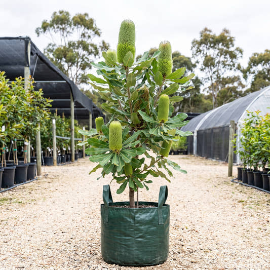 Green Giant Swamp Banksia - Banksia robur ‘Green Giant’