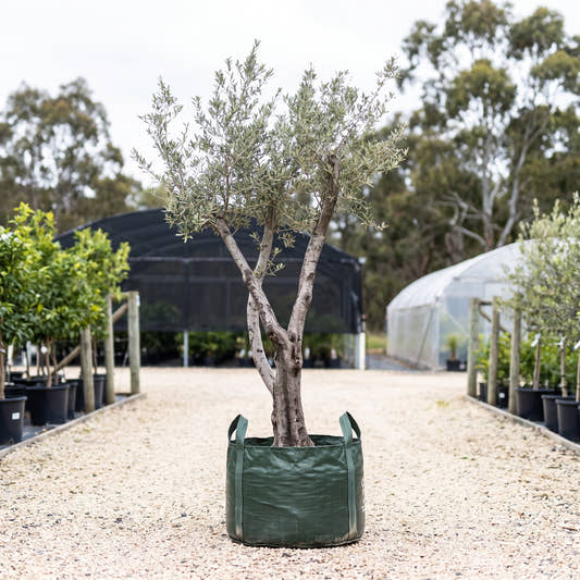 Olive - Olea europaea