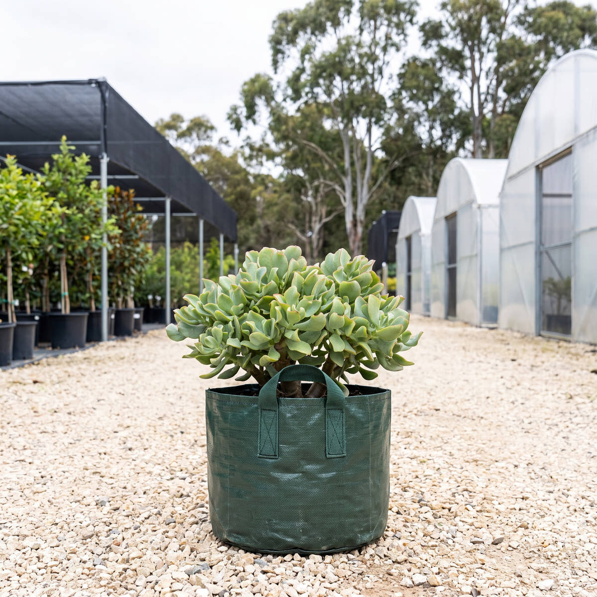 Ripple Jade - Crassula arborescens subsp. undulatifolia ‘Max Cook’