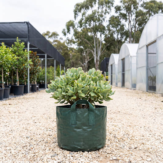 Ripple Jade - Crassula arborescens subsp. undulatifolia ‘Max Cook’