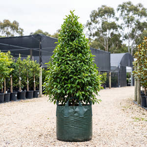 Figaro Small Leaved Fig - Ficus obliqua ‘Figaro’