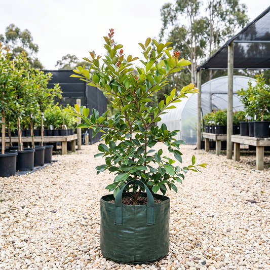 Red Cherry Guava - Psidium cattleianum
