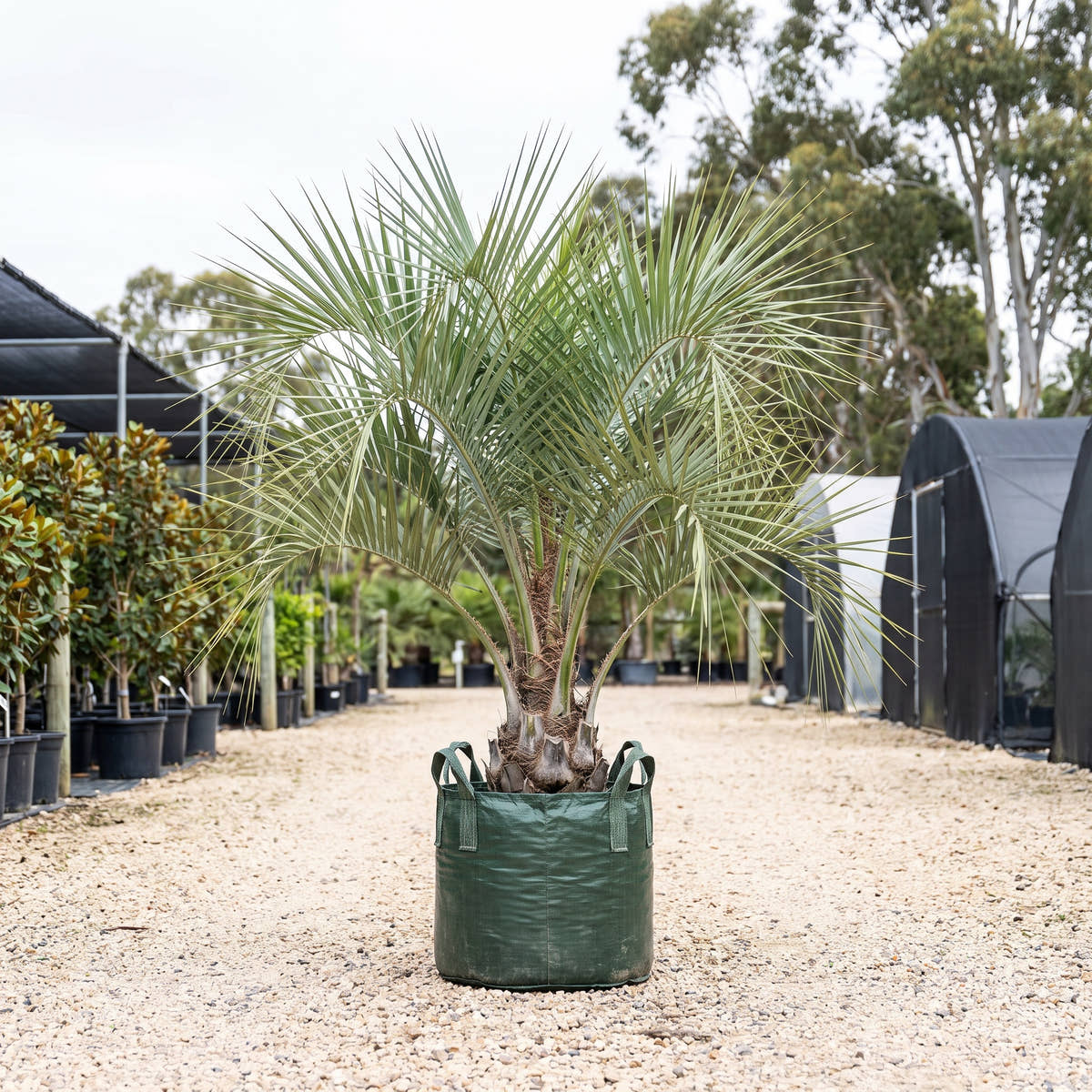 Jelly Palm - Butia capitata