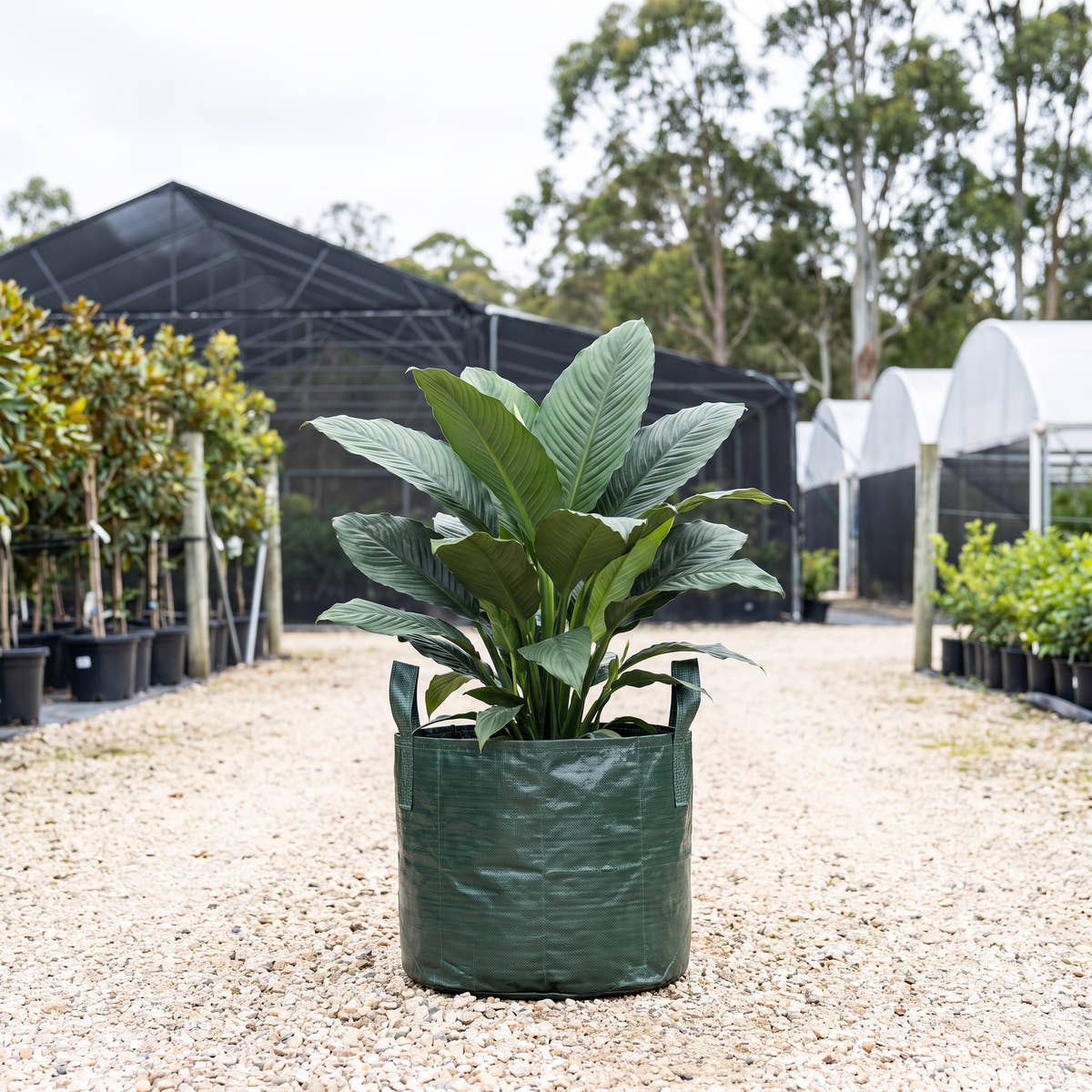 Blue Moon Peace Lily - Spathiphyllum ‘Blue Moon’